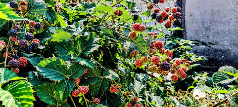 Lesz ebből "akármi" is.