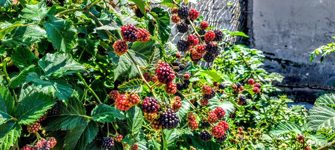 Legalább lekvár lesz.