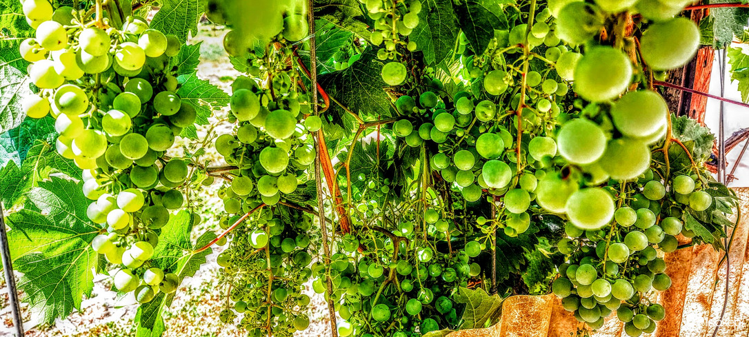 Lassan belőlünk is lesz valami.