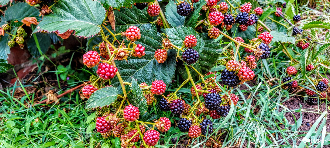 Van itt még "tartalék".