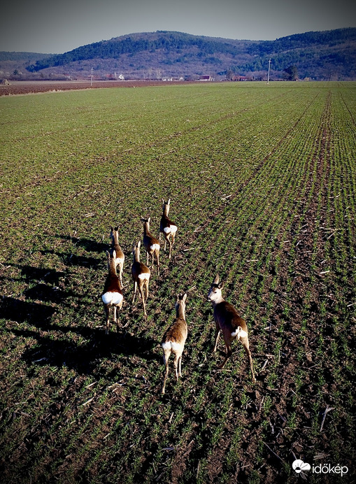 Őzek a mezőn 