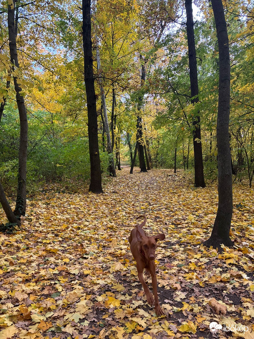 Budapest XX.ker - Pesterzsébet