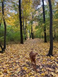 Budapest XX.ker - Pesterzsébet