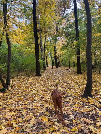 Budapest XX.ker - Pesterzsébet