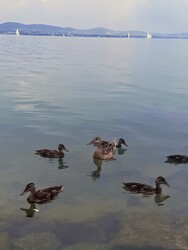 Balatonfüred