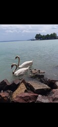 Balatonfüred