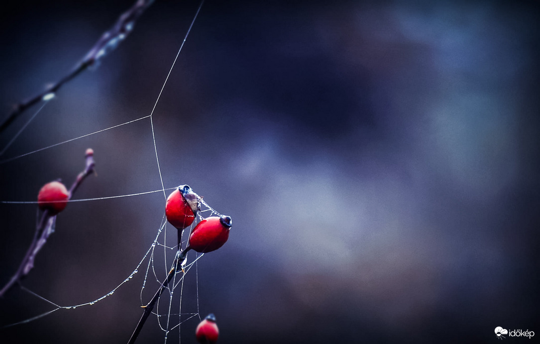 A csipkebogyó álma