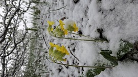 Kankalin a mai havazás után. 