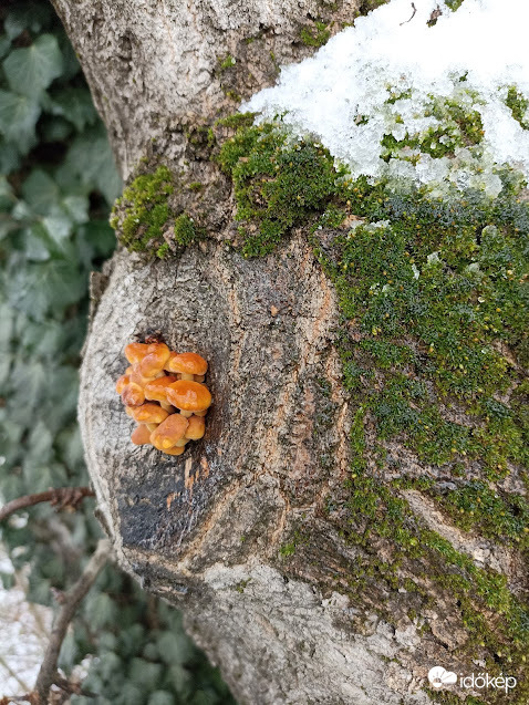 Decemberben "született"