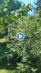 Balatonkenese