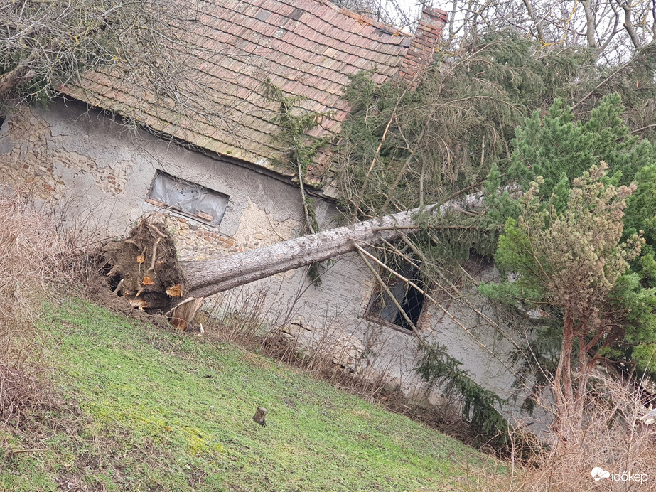 A szélvihar kicsavarta a fenyőfát