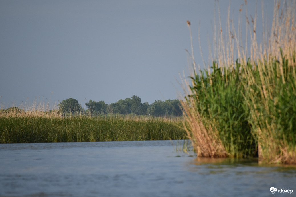 Nádas a víz felett