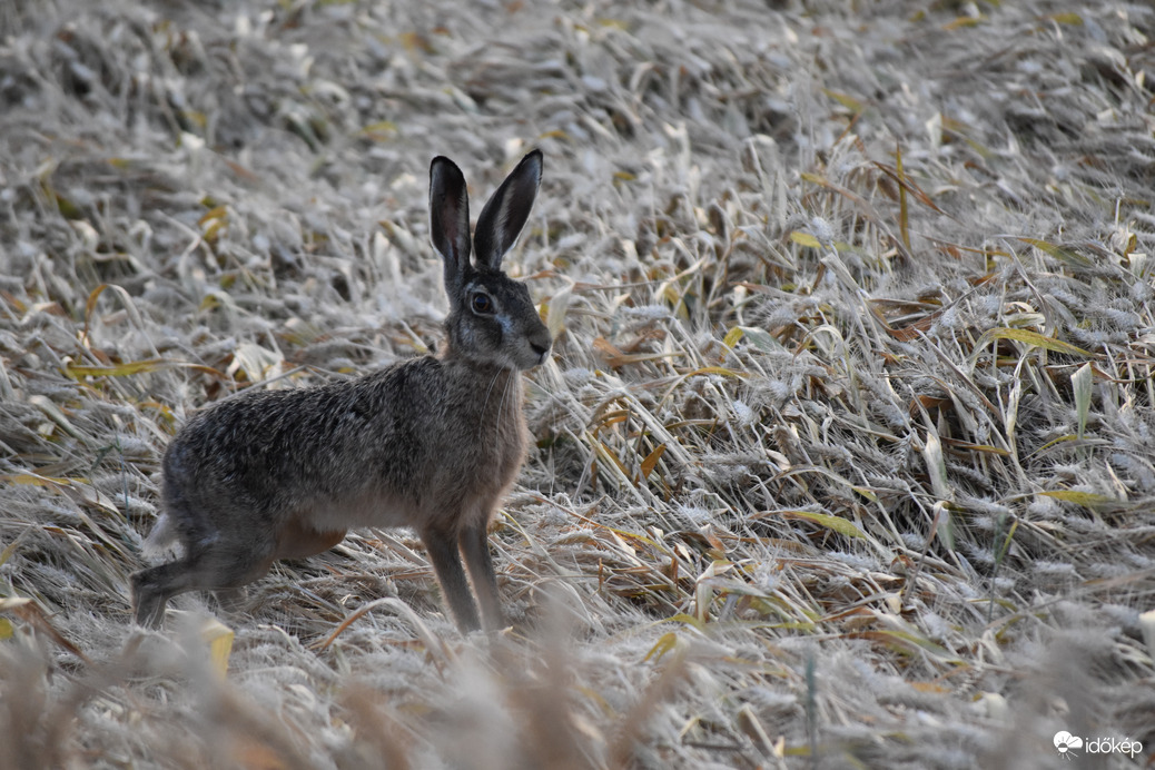Vacsora után kutatva