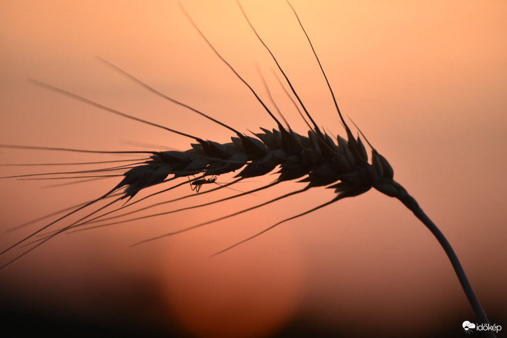 Alkonyati búzán napozó szöcske