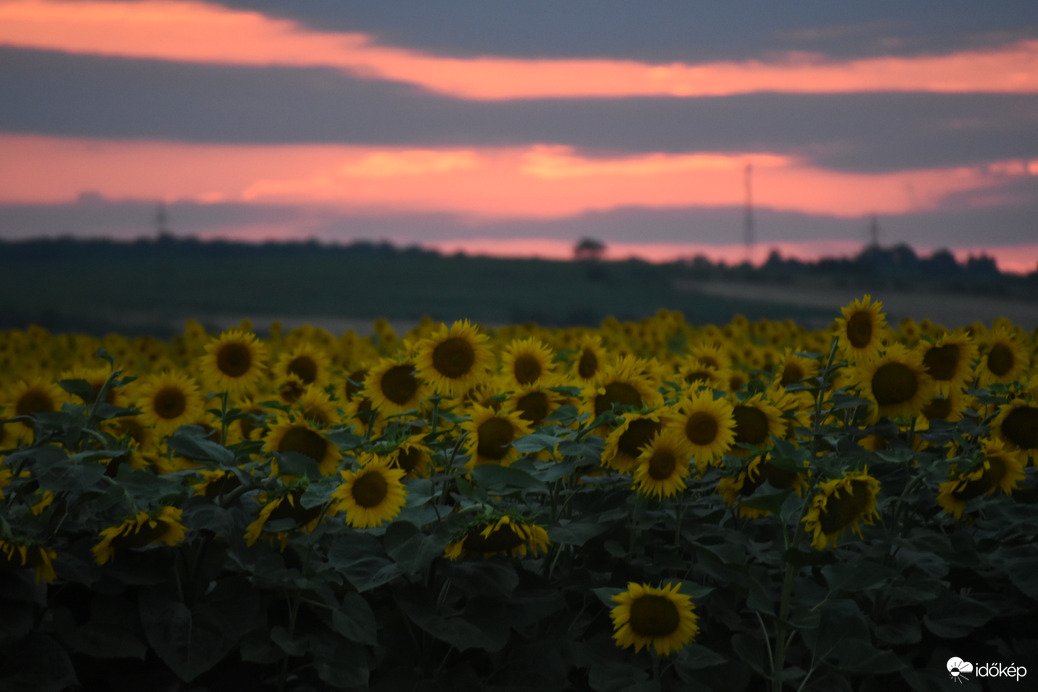 Vöröses naplemente