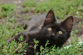 Fekete kismacska