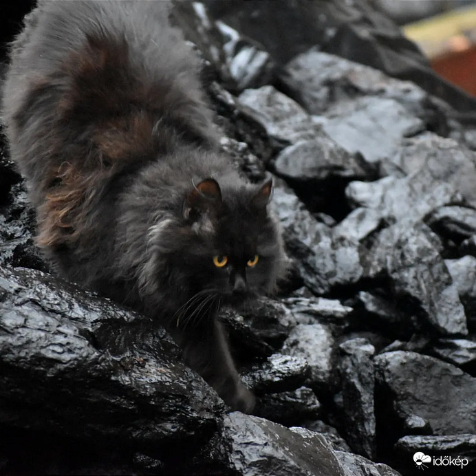 Feketeszén-macska