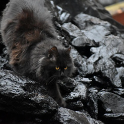 Feketeszén-macska