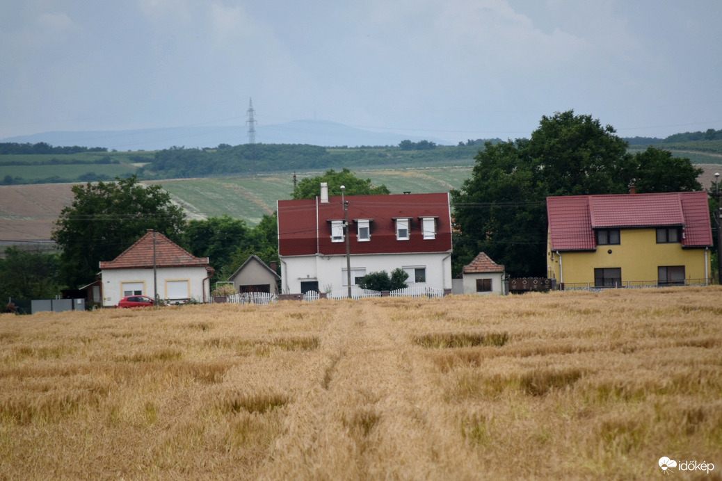 Az aranysárga mező