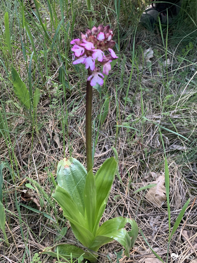 Réti orhidea