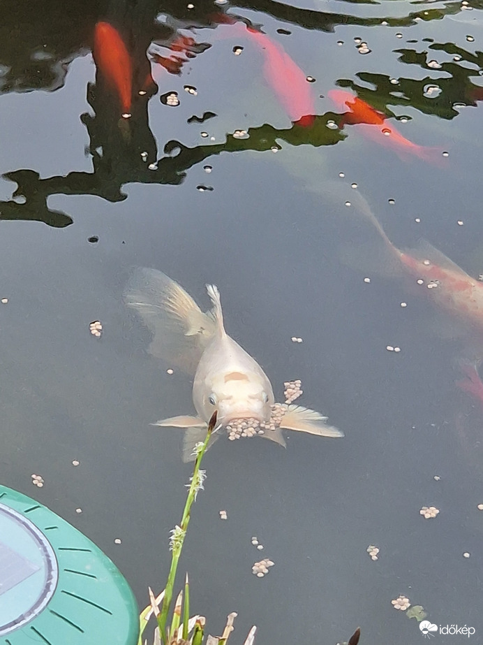 Koi ponty etetés:)