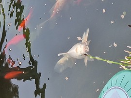 Koi ponty etetés:)