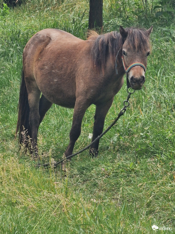 Gyönyörü póni:)