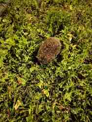 Esti látogató:)♡ 2