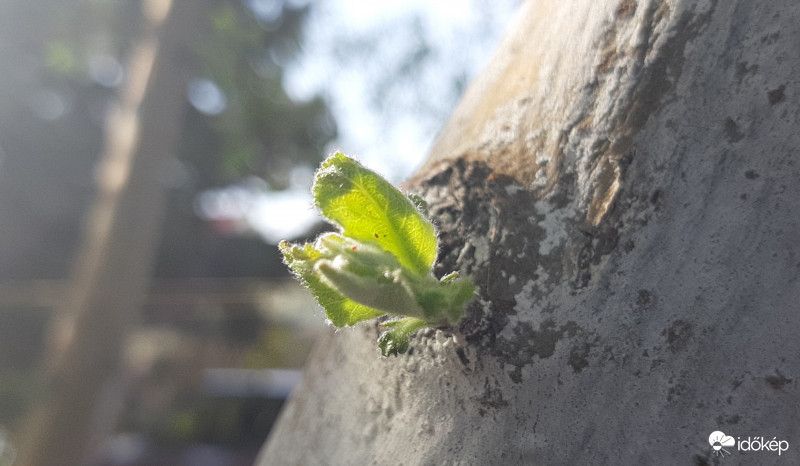 Mint fatörzsből gyönge ága (Radnóti)