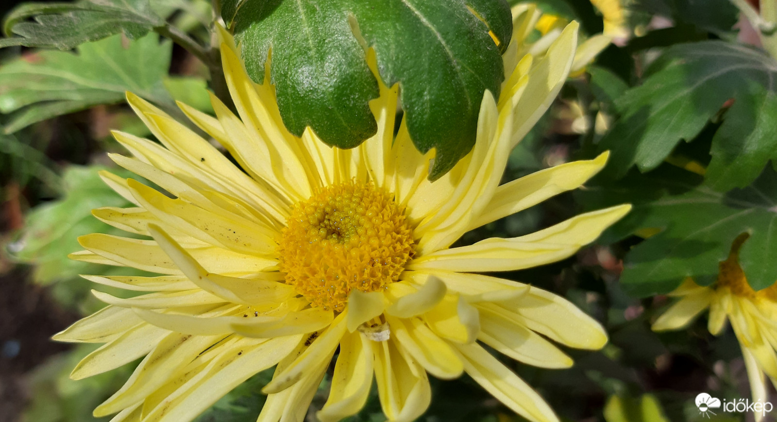 Az utolsó őszi virágok