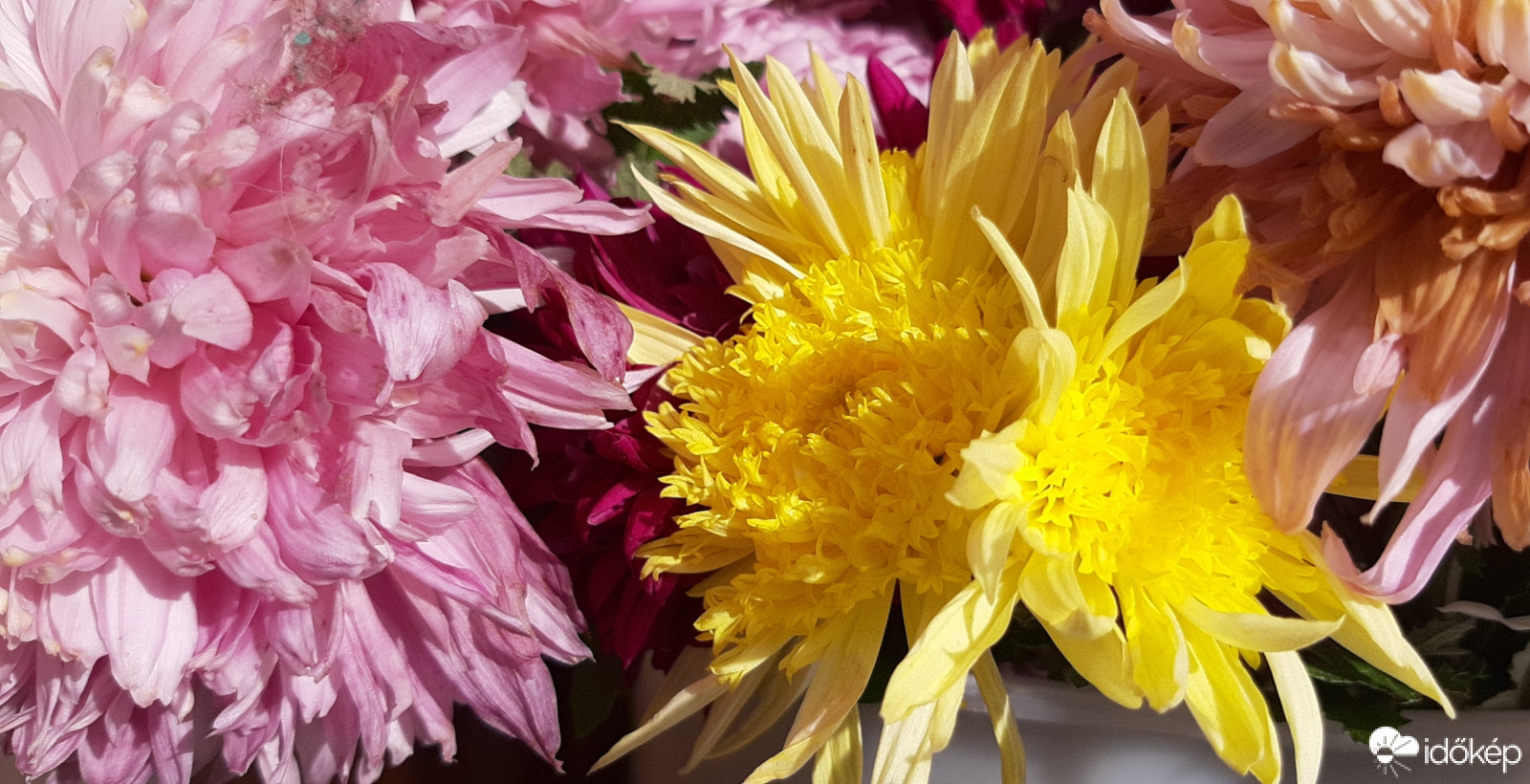 Az utolsó őszi virágok