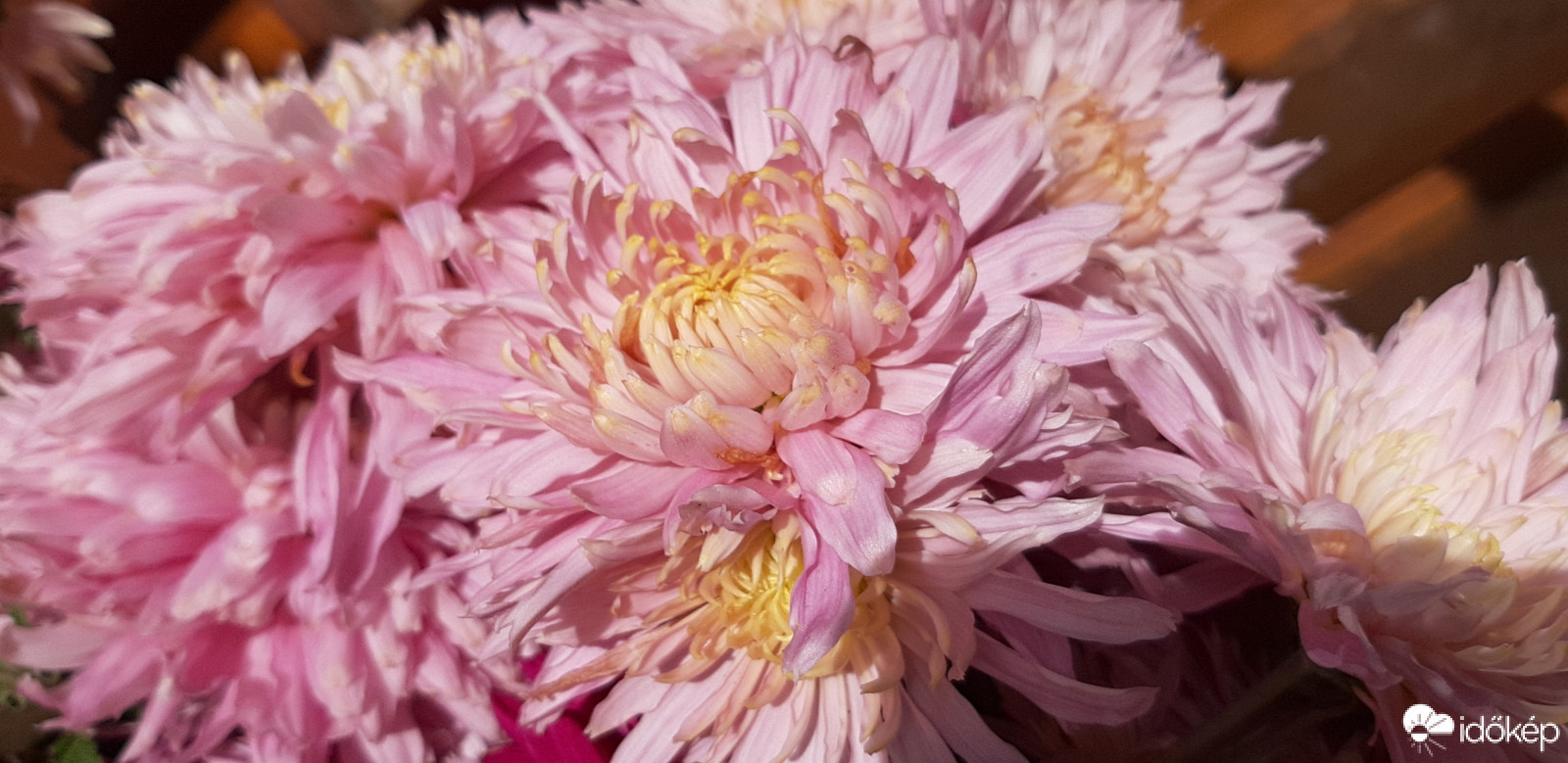 Az utolsó őszi virágok