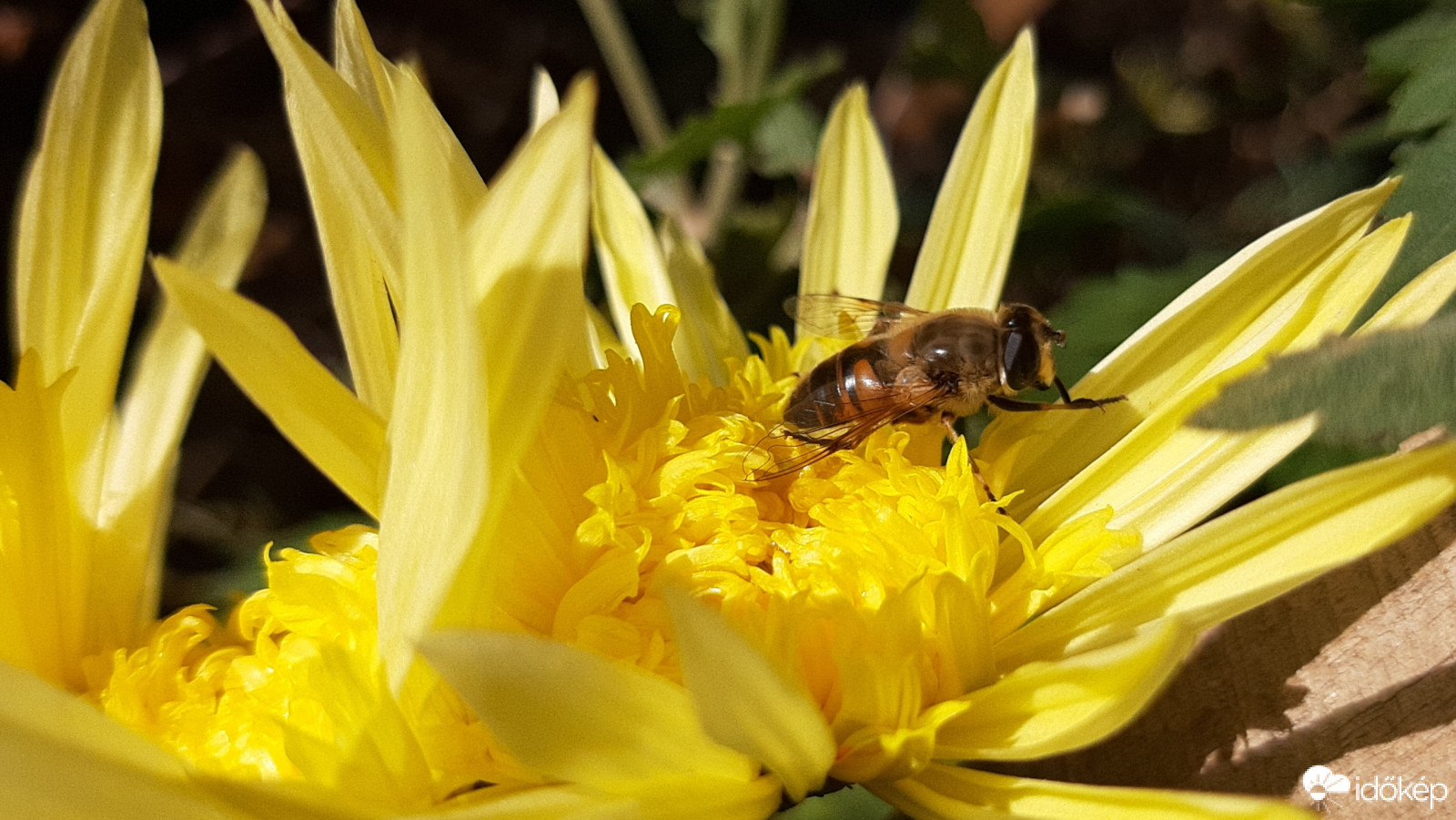 Decemberi napsütés