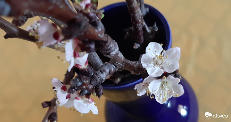 A vázában már kivirágzott