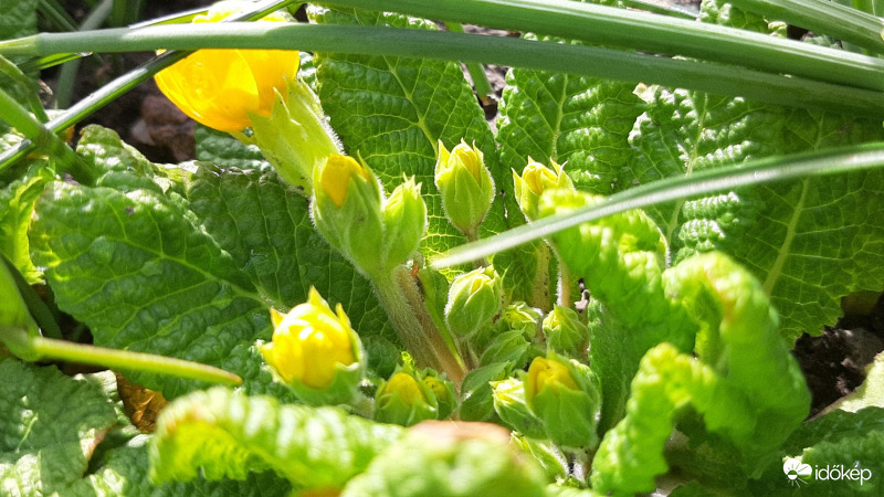 A kankalin is ébredezik