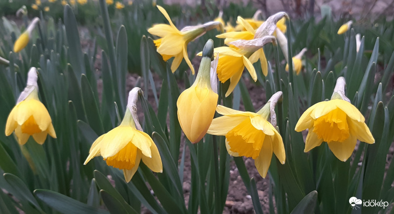 Nárciszok