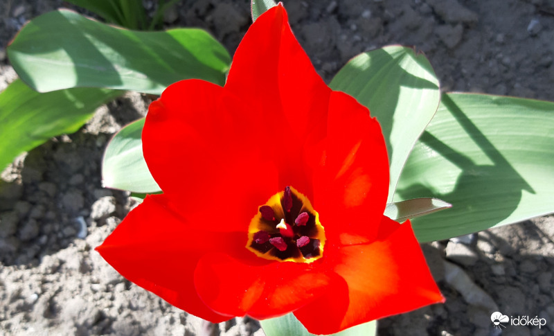 Az első tulipán idén