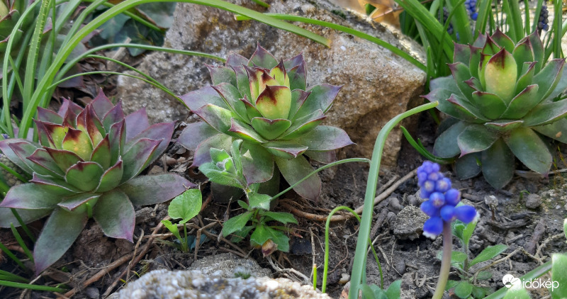 Gyöngyike és kövirózsa