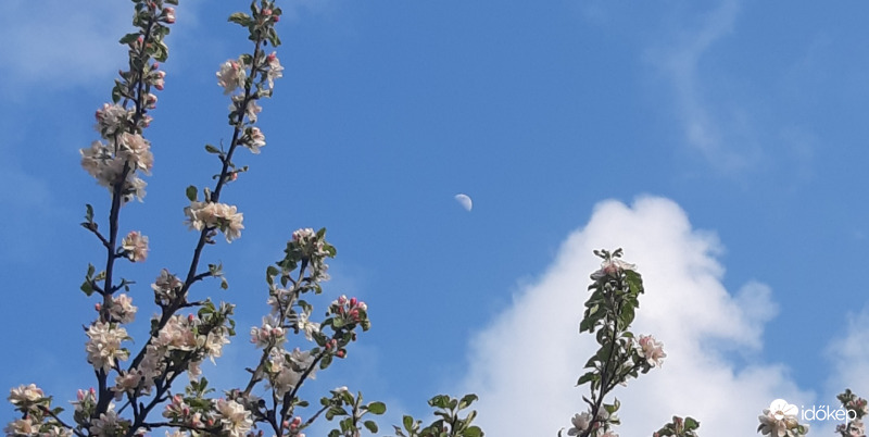 Kelő hold és almavirág