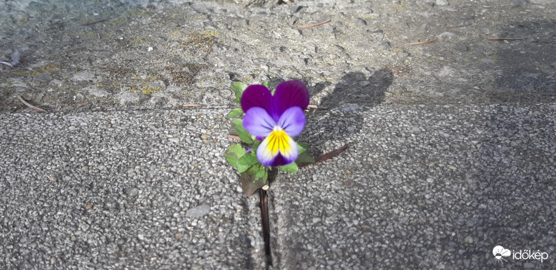 Egy életrevaló "árva"