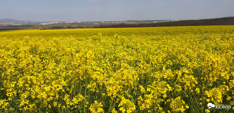 Repcemező - méhparadicsom