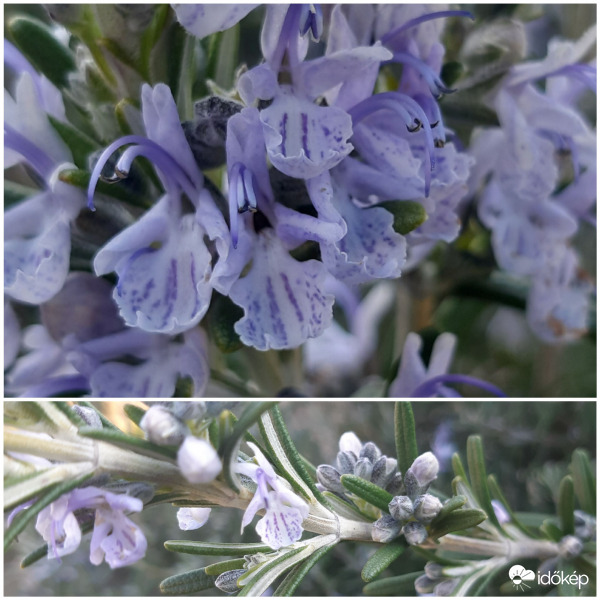 Rozmaring virágzás