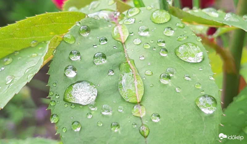 Esőcseppek