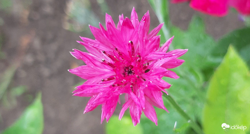 Búzavirág - most pink színben