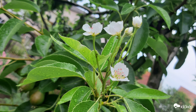 Virág és gyümölcs egyszerre