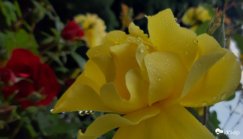 Esőcseppek a futórózsán