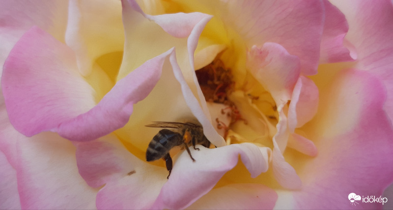 De komolyan, hol van itt a bejárat?