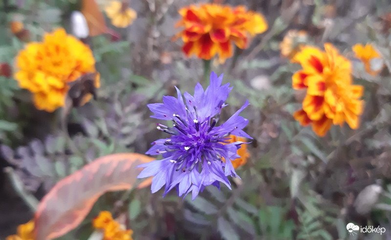 Búzavirág novemberben, igazi túlélő