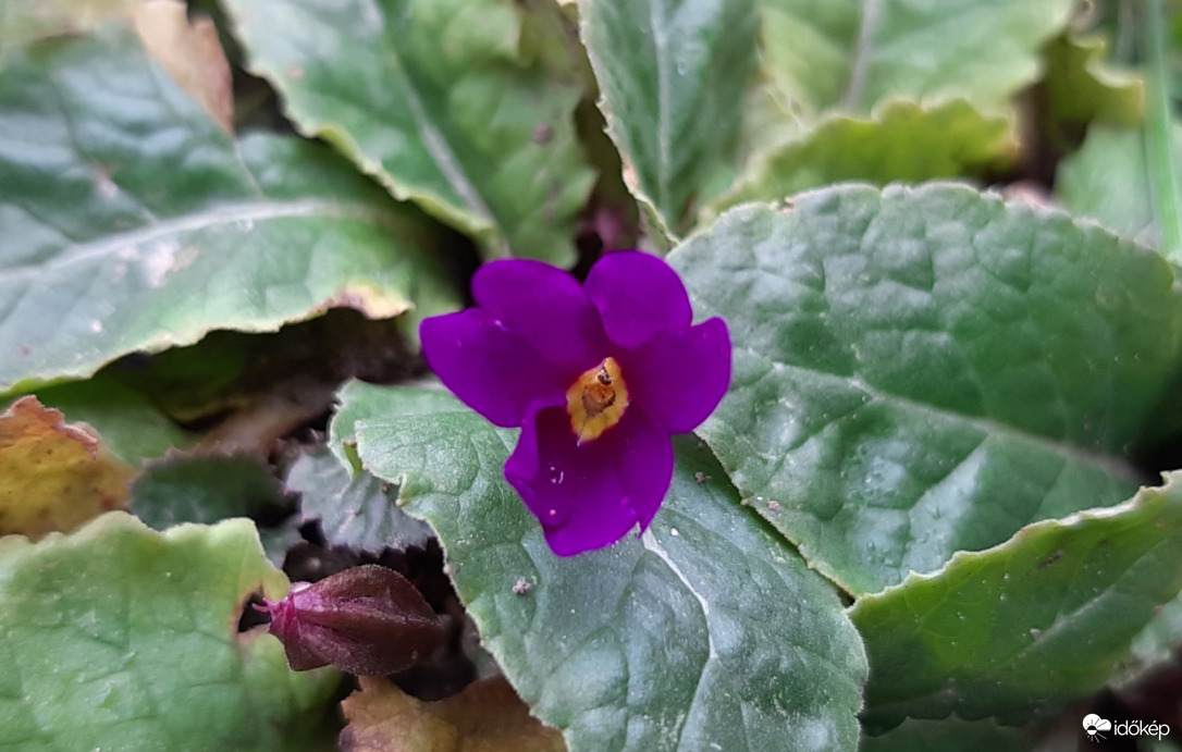 Kis tavasz a télben