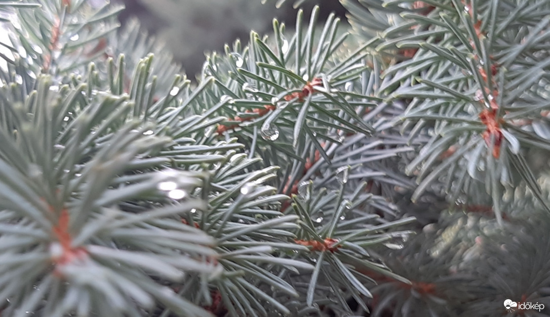 Esőcseppek a fenyőn